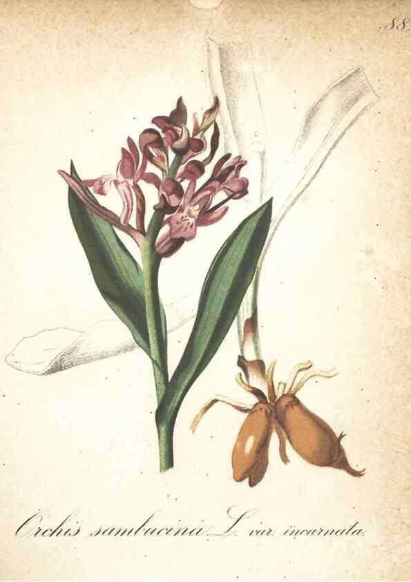 Reproducción/Reproduction 7348879028: Die Alpenpflanzen nach der Natur gemalt /. Prag :F. Tempsky,1879-1884.