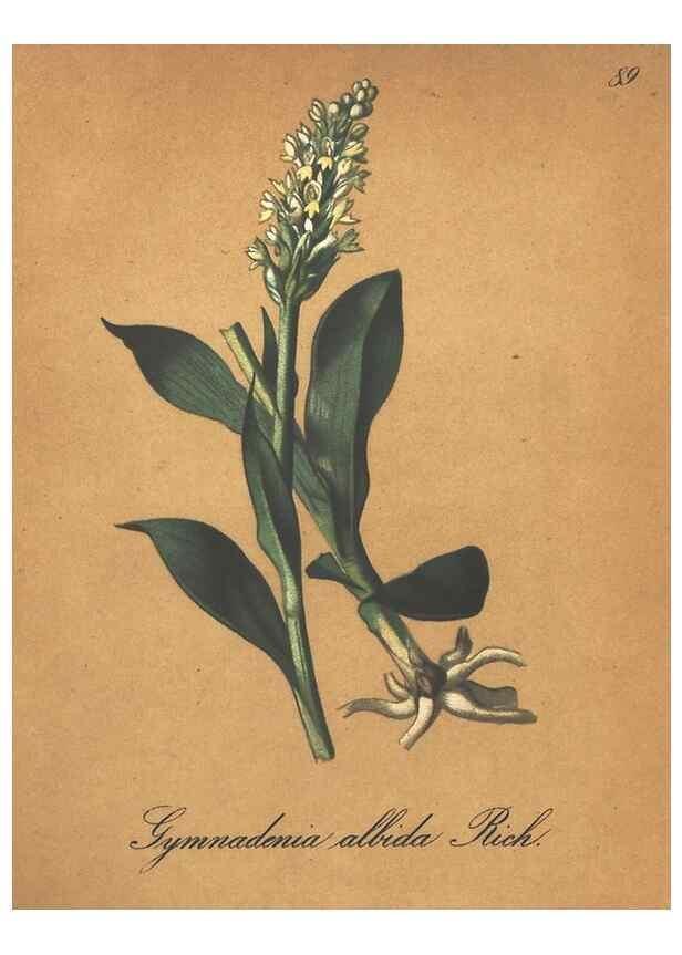 Reproducción/Reproduction 7348879800: Die Alpenpflanzen nach der Natur gemalt /. Prag :F. Tempsky,1879-1884.
