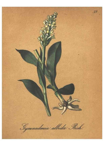 Reproducción/Reproduction 7348879800: Die Alpenpflanzen nach der Natur gemalt /. Prag :F. Tempsky,1879-1884.