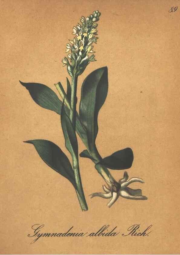 Reproducción/Reproduction 7348879800: Die Alpenpflanzen nach der Natur gemalt /. Prag :F. Tempsky,1879-1884.