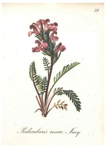 Reproducción/Reproduction 7348869292: Die Alpenpflanzen nach der Natur gemalt /. Prag :F. Tempsky,1879-1884.