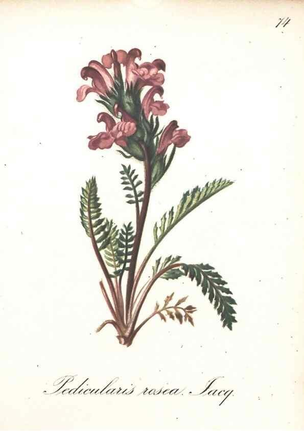 Reproducción/Reproduction 7348869292: Die Alpenpflanzen nach der Natur gemalt /. Prag :F. Tempsky,1879-1884.