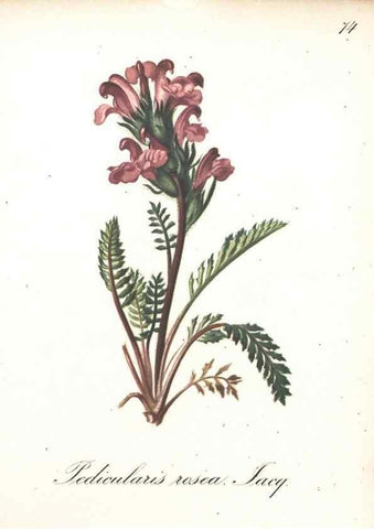 Reproducción/Reproduction 7348869292: Die Alpenpflanzen nach der Natur gemalt /. Prag :F. Tempsky,1879-1884.