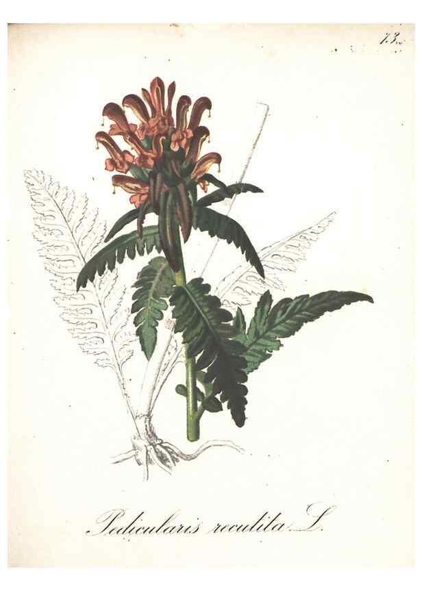 Reproducción/Reproduction 7348868668: Die Alpenpflanzen nach der Natur gemalt /. Prag :F. Tempsky,1879-1884.