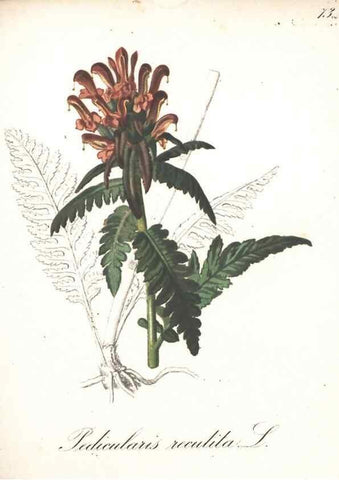 Reproducción/Reproduction 7348868668: Die Alpenpflanzen nach der Natur gemalt /. Prag :F. Tempsky,1879-1884.