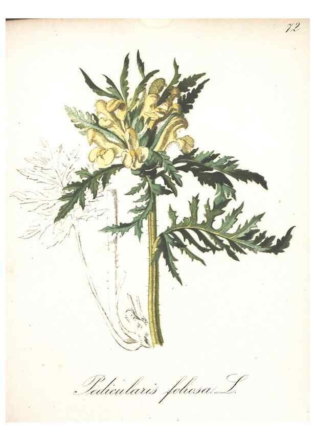 Reproducción/Reproduction 7163657337: Die Alpenpflanzen nach der Natur gemalt /. Prag :F. Tempsky,1879-1884.
