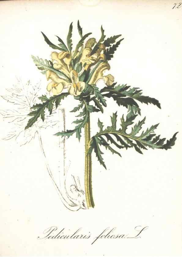 Reproducción/Reproduction 7163657337: Die Alpenpflanzen nach der Natur gemalt /. Prag :F. Tempsky,1879-1884.