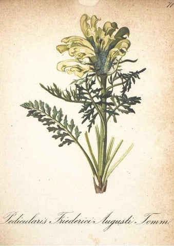 Reproducción/Reproduction 7348867186: Die Alpenpflanzen nach der Natur gemalt /. Prag :F. Tempsky,1879-1884.