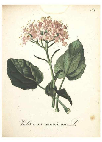 Reproducción/Reproduction 7163645977: Die Alpenpflanzen nach der Natur gemalt /. Prag :F. Tempsky,1879-1884.