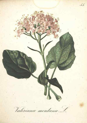 Reproducción/Reproduction 7163645977: Die Alpenpflanzen nach der Natur gemalt /. Prag :F. Tempsky,1879-1884.