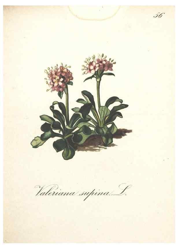 Reproducción/Reproduction 7348857008: Die Alpenpflanzen nach der Natur gemalt /. Prag :F. Tempsky,1879-1884.