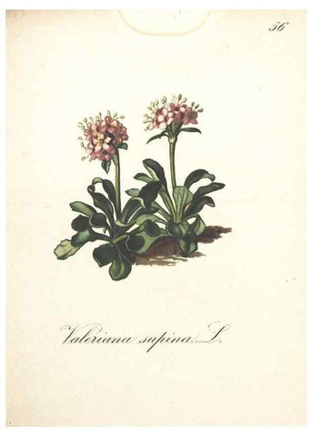 Reproducción/Reproduction 7348857008: Die Alpenpflanzen nach der Natur gemalt /. Prag :F. Tempsky,1879-1884.