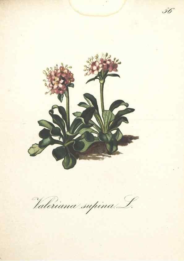 Reproducción/Reproduction 7348857008: Die Alpenpflanzen nach der Natur gemalt /. Prag :F. Tempsky,1879-1884.