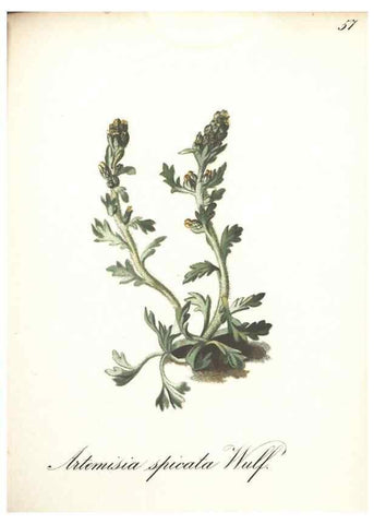 Reproducción/Reproduction 7348857724: Die Alpenpflanzen nach der Natur gemalt /. Prag :F. Tempsky,1879-1884.