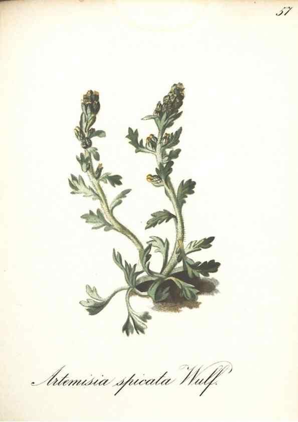 Reproducción/Reproduction 7348857724: Die Alpenpflanzen nach der Natur gemalt /. Prag :F. Tempsky,1879-1884.