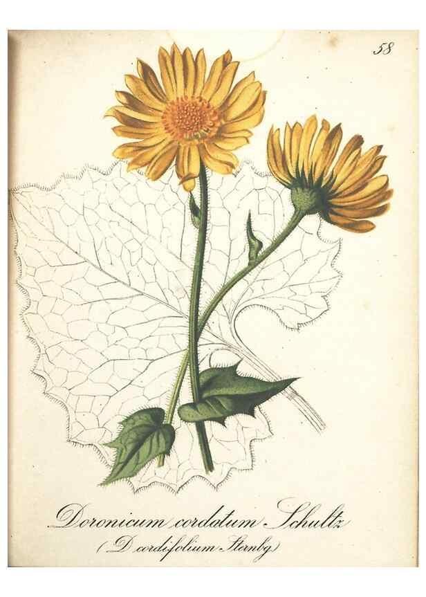 Reproducción/Reproduction 7163648023: Die Alpenpflanzen nach der Natur gemalt /. Prag :F. Tempsky,1879-1884.