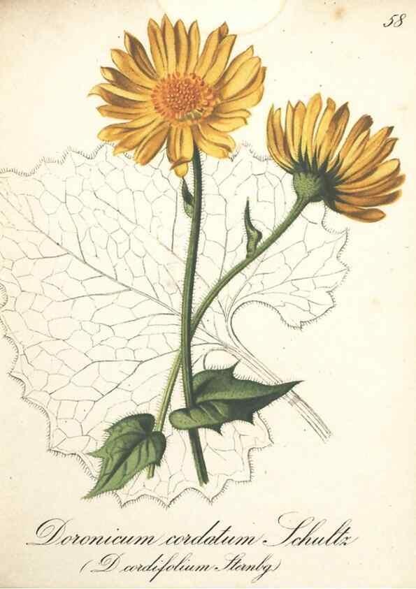 Reproducción/Reproduction 7163648023: Die Alpenpflanzen nach der Natur gemalt /. Prag :F. Tempsky,1879-1884.