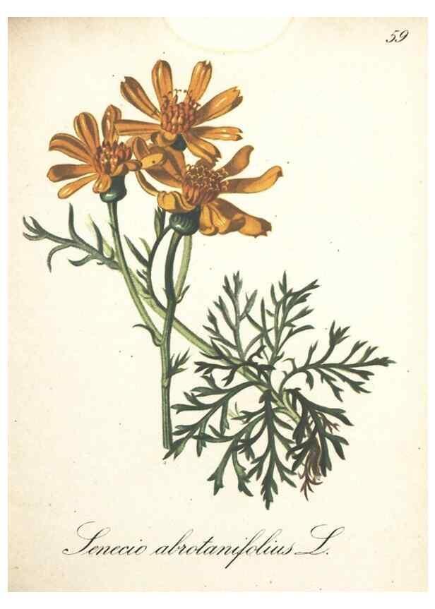 Reproducción/Reproduction 7163648741: Die Alpenpflanzen nach der Natur gemalt /. Prag :F. Tempsky,1879-1884.