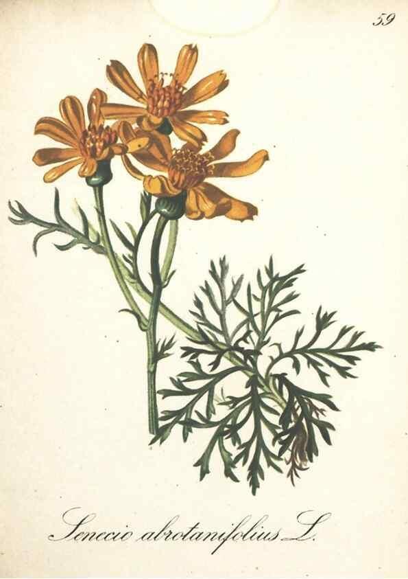 Reproducción/Reproduction 7163648741: Die Alpenpflanzen nach der Natur gemalt /. Prag :F. Tempsky,1879-1884.