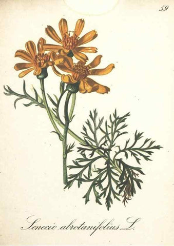 Reproducción/Reproduction 7163648741: Die Alpenpflanzen nach der Natur gemalt /. Prag :F. Tempsky,1879-1884.