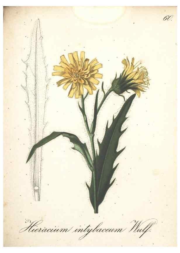 Reproducción/Reproduction 7163649481: Die Alpenpflanzen nach der Natur gemalt /. Prag :F. Tempsky,1879-1884.