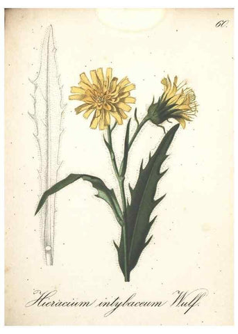 Reproducción/Reproduction 7163649481: Die Alpenpflanzen nach der Natur gemalt /. Prag :F. Tempsky,1879-1884.