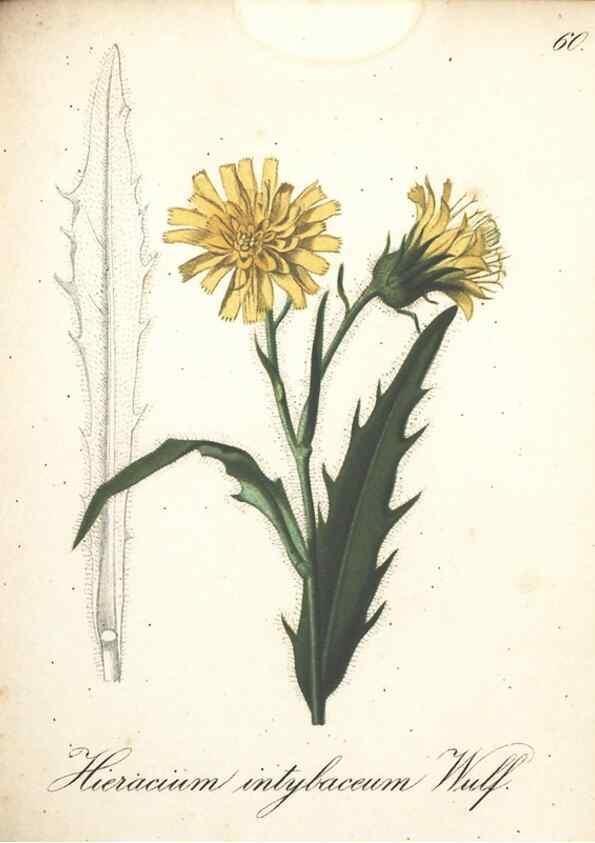 Reproducción/Reproduction 7163649481: Die Alpenpflanzen nach der Natur gemalt /. Prag :F. Tempsky,1879-1884.