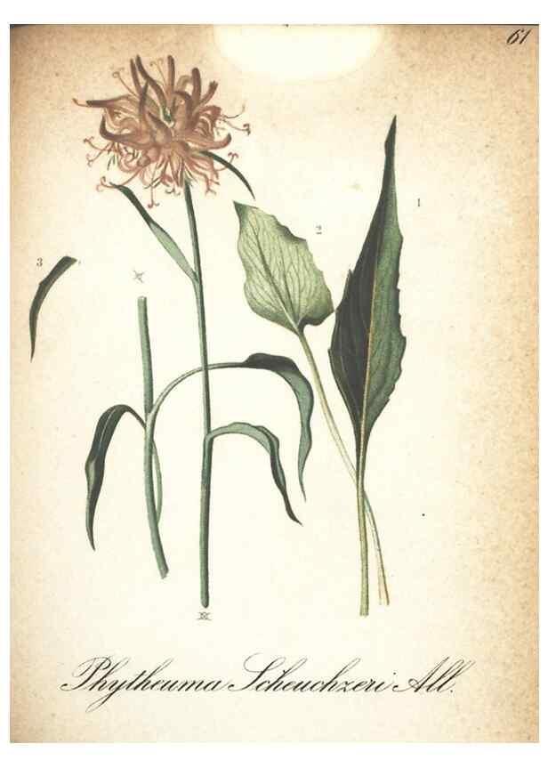Reproducción/Reproduction 7348860720: Die Alpenpflanzen nach der Natur gemalt /. Prag :F. Tempsky,1879-1884.