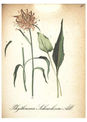 Reproducción/Reproduction 7348860720: Die Alpenpflanzen nach der Natur gemalt /. Prag :F. Tempsky,1879-1884.
