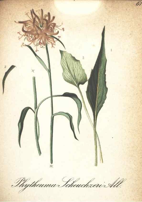 Reproducción/Reproduction 7348860720: Die Alpenpflanzen nach der Natur gemalt /. Prag :F. Tempsky,1879-1884.