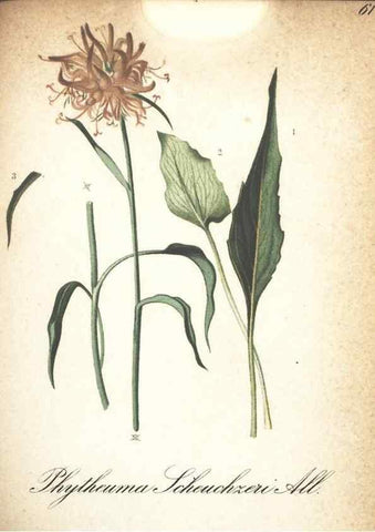 Reproducción/Reproduction 7348860720: Die Alpenpflanzen nach der Natur gemalt /. Prag :F. Tempsky,1879-1884.