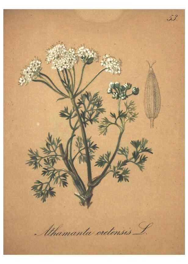 Reproducción/Reproduction 7163644457: Die Alpenpflanzen nach der Natur gemalt /. Prag :F. Tempsky,1879-1884.