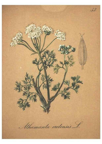 Reproducción/Reproduction 7163644457: Die Alpenpflanzen nach der Natur gemalt /. Prag :F. Tempsky,1879-1884.