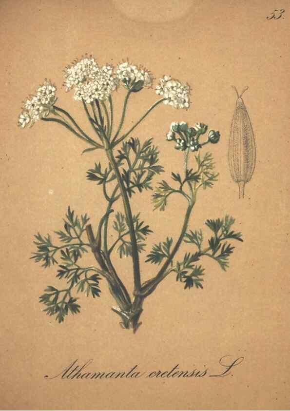 Reproducción/Reproduction 7163644457: Die Alpenpflanzen nach der Natur gemalt /. Prag :F. Tempsky,1879-1884.
