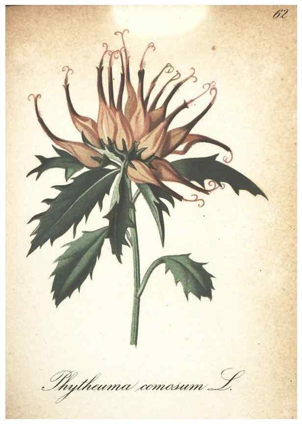 Reproducción/Reproduction 7163650817: Die Alpenpflanzen nach der Natur gemalt /. Prag :F. Tempsky,1879-1884.