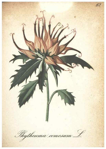 Reproducción/Reproduction 7163650817: Die Alpenpflanzen nach der Natur gemalt /. Prag :F. Tempsky,1879-1884.