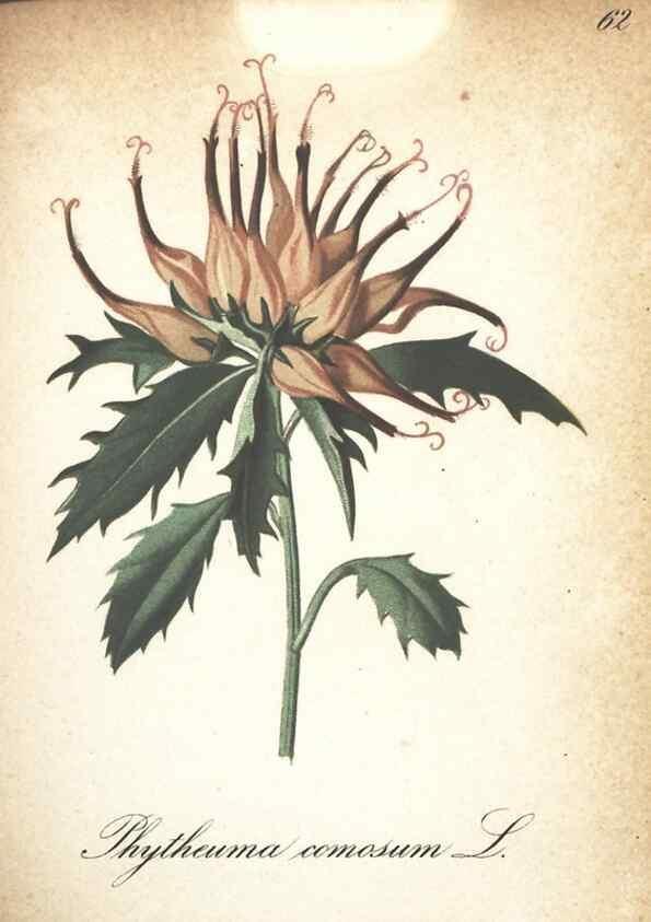 Reproducción/Reproduction 7163650817: Die Alpenpflanzen nach der Natur gemalt /. Prag :F. Tempsky,1879-1884.