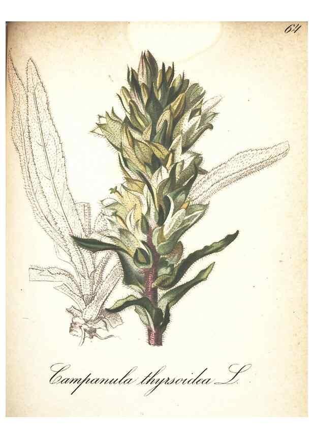 Reproducción/Reproduction 7348862422: Die Alpenpflanzen nach der Natur gemalt /. Prag :F. Tempsky,1879-1884.