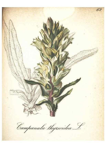 Reproducción/Reproduction 7348862422: Die Alpenpflanzen nach der Natur gemalt /. Prag :F. Tempsky,1879-1884.