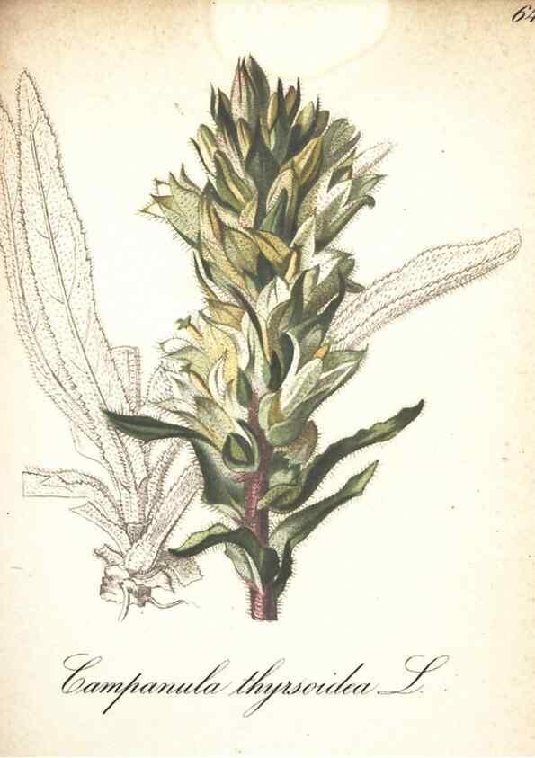 Reproducción/Reproduction 7348862422: Die Alpenpflanzen nach der Natur gemalt /. Prag :F. Tempsky,1879-1884.
