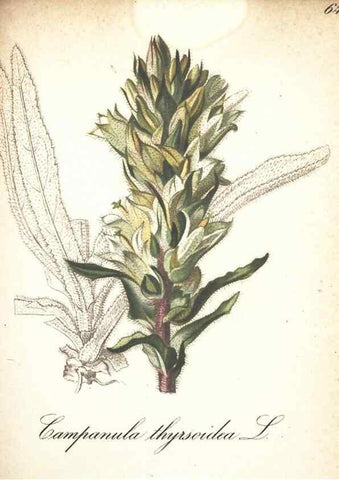 Reproducción/Reproduction 7348862422: Die Alpenpflanzen nach der Natur gemalt /. Prag :F. Tempsky,1879-1884.