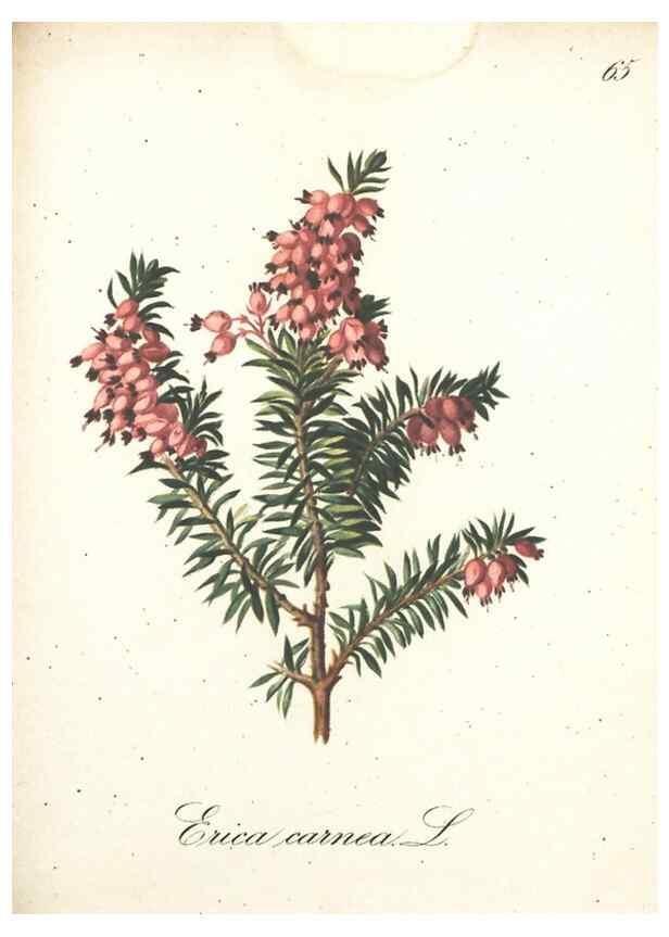 Reproducción/Reproduction 7163652683: Die Alpenpflanzen nach der Natur gemalt /. Prag :F. Tempsky,1879-1884.