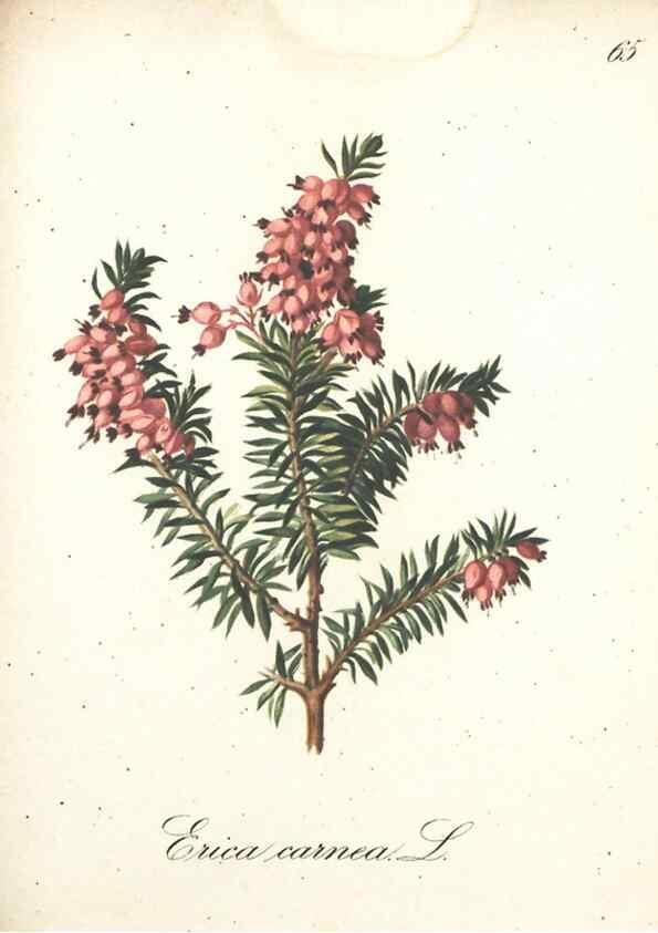 Reproducción/Reproduction 7163652683: Die Alpenpflanzen nach der Natur gemalt /. Prag :F. Tempsky,1879-1884.