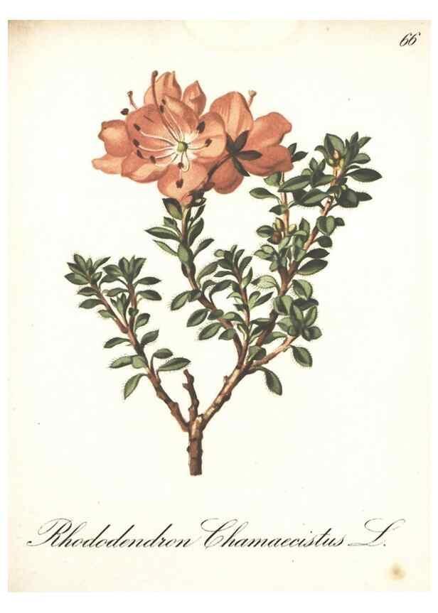 Reproducción/Reproduction 7348863836: Die Alpenpflanzen nach der Natur gemalt /. Prag :F. Tempsky,1879-1884.