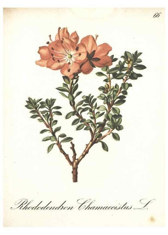 Reproducción/Reproduction 7348863836: Die Alpenpflanzen nach der Natur gemalt /. Prag :F. Tempsky,1879-1884.