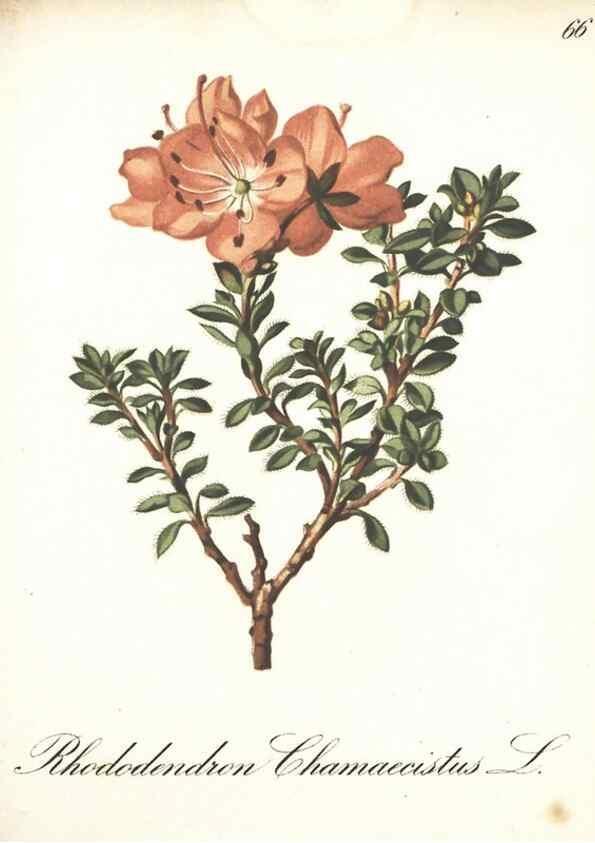 Reproducción/Reproduction 7348863836: Die Alpenpflanzen nach der Natur gemalt /. Prag :F. Tempsky,1879-1884.