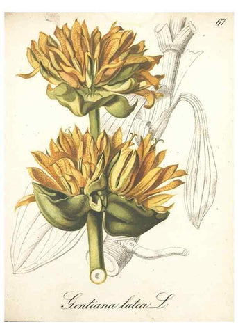 Reproducción/Reproduction 7348864366: Die Alpenpflanzen nach der Natur gemalt /. Prag :F. Tempsky,1879-1884.