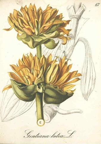 Reproducción/Reproduction 7348864366: Die Alpenpflanzen nach der Natur gemalt /. Prag :F. Tempsky,1879-1884.
