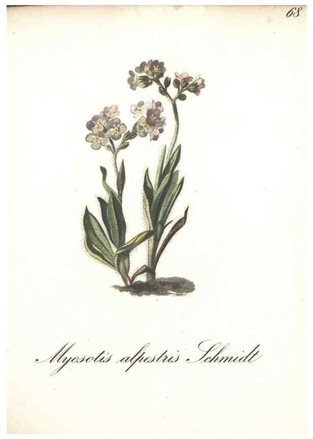 Reproducción/Reproduction 7163654485: Die Alpenpflanzen nach der Natur gemalt /. Prag :F. Tempsky,1879-1884.