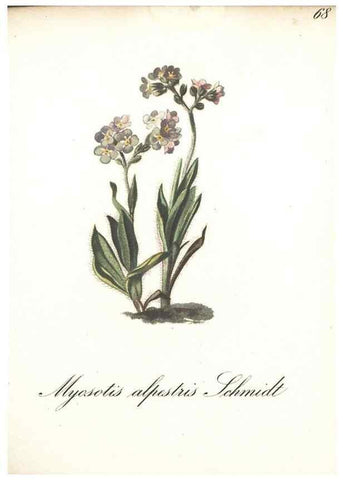 Reproducción/Reproduction 7163654485: Die Alpenpflanzen nach der Natur gemalt /. Prag :F. Tempsky,1879-1884.